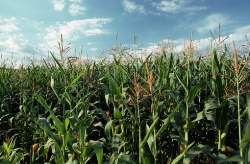 Cornfield