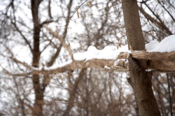 Wintry Woods